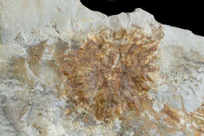 Paleocene Fossil Seed Pod (Sparganium) - Montana #165016